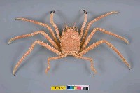 藏品(日本擬人面蟹)的圖片